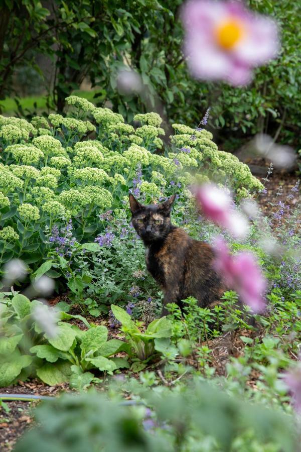 The Cat And The Owl B&B Groenlo Eksteriør billede